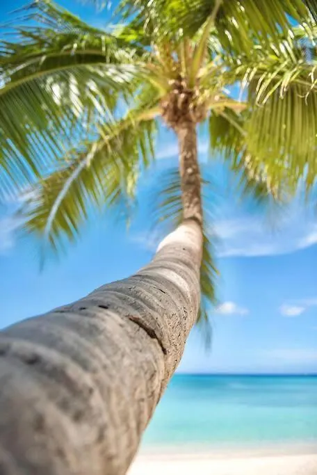 Luxury Ocean Front Seadreams 2 With 7 Mile Beach Views West Bay